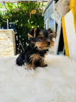 Tony, a male Yorkshire Terrier for sale in Union City, CA – 3 of 3
