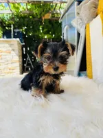 Tony, a male Yorkshire Terrier for sale in Union City, CA – 2 of 3
