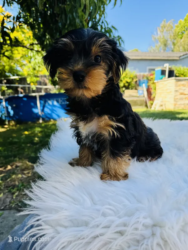 Tom – Yorkshire Terrier puppy for sale in Union City, CA
