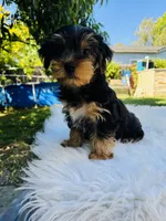 Tom, a male Yorkshire Terrier for sale in Union City, CA – 1 of 4