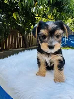 Tom, a male Yorkshire Terrier for sale in Union City, CA – 2 of 4