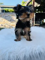 Taylor, a male Yorkshire Terrier for sale in Union City, CA – 3 of 4