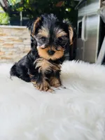Violet, a female Yorkshire Terrier for sale in Union City, CA – 2 of 4