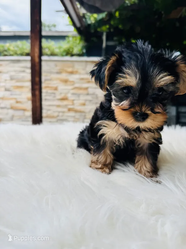 Violet – Yorkshire Terrier puppy for sale in Union City, CA