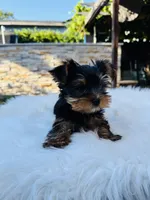 Taylor, a male Yorkshire Terrier for sale in Union City, CA – 2 of 4
