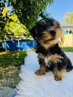 Tom, a male Yorkshire Terrier for sale in Union City, CA – 3 of 4