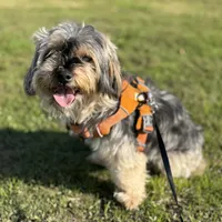 Butter, a male Yorkshire Terrier for sale in Union City, CA – Photo 2 of 4