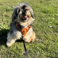 Butter, a male Yorkshire Terrier for sale in Union City, CA – Photo 1 of 4