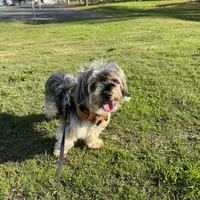 Butter, a male Yorkshire Terrier for sale in Union City, CA – Photo 3 of 4