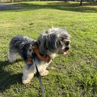 Butter, a male Yorkshire Terrier for sale in Union City, CA – Photo 4 of 4