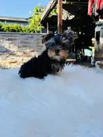 Violet, a female Yorkshire Terrier for sale in Union City, CA – 2 of 4