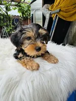 Kiki, a female Yorkshire Terrier for sale in Union City, CA – Photo 1 of 3