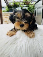 Kiki, a female Yorkshire Terrier for sale in Union City, CA – Photo 3 of 3