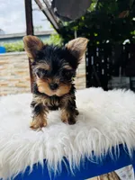 Koa, a male Yorkshire Terrier for sale in Union City, CA – 3 of 4