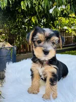 Tom, a male Yorkshire Terrier for sale in Union City, CA – 3 of 4