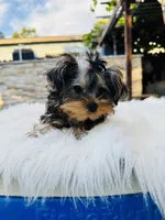 Violet, a female Yorkshire Terrier for sale in Union City, CA – 3 of 4