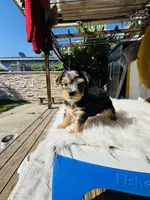 Tom, a male Yorkshire Terrier for sale in Union City, CA – 4 of 4