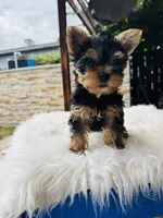 Koa, a male Yorkshire Terrier for sale in Union City, CA – 2 of 4