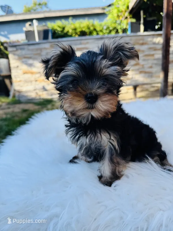 Violet – Yorkshire Terrier puppy for sale in Union City, CA