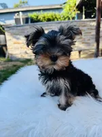Violet, a female Yorkshire Terrier for sale in Union City, CA – 1 of 4
