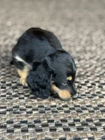 Josey, a female Miniature Dachshund for sale in Forsyth, GA – 3 of 5