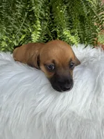 Trixie, a female Miniature Dachshund for sale in Forsyth, GA – 1 of 6