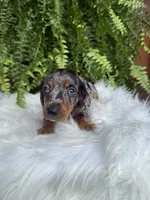 Waylon, a male Miniature Dachshund for sale in Forsyth, GA – 5 of 7
