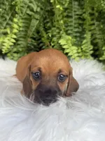 Trixie, a female Miniature Dachshund for sale in Forsyth, GA – 5 of 6
