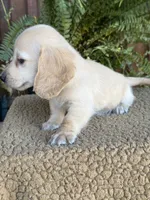 Trigger, a male Miniature Dachshund for sale in Forsyth, GA – 2 of 3