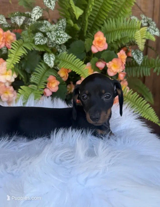Scout – Miniature Dachshund puppy for sale in Forsyth, GA