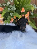 Scout, a female Miniature Dachshund for sale in Forsyth, GA – 2 of 8