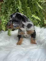 Honey, a female Miniature Dachshund for sale in Forsyth, GA – 4 of 7