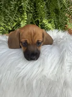 Trixie, a female Miniature Dachshund for sale in Forsyth, GA – 2 of 6