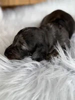 Jake, a male Miniature Dachshund for sale in Forsyth, GA – 2 of 7