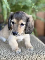 Gunner, a male Miniature Dachshund for sale in Forsyth, GA – 1 of 5