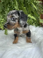 Honey, a female Miniature Dachshund for sale in Forsyth, GA – 5 of 7