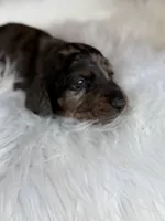Jake, a male Miniature Dachshund for sale in Forsyth, GA – 5 of 7