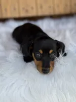 Scout, a female Miniature Dachshund for sale in Forsyth, GA – 5 of 5
