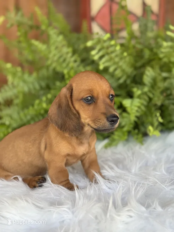 Pistol – Miniature Dachshund puppy for sale in Forsyth, GA