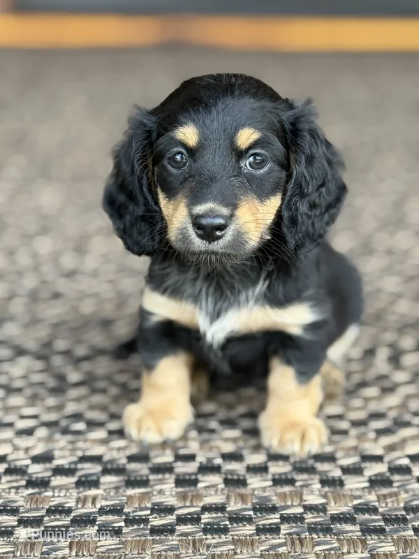 Josey – Miniature Dachshund puppy for sale in Forsyth, GA