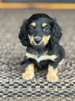 Josey, a female Miniature Dachshund for sale in Forsyth, GA – 1 of 5
