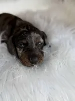 Jake, a male Miniature Dachshund for sale in Forsyth, GA – 3 of 7