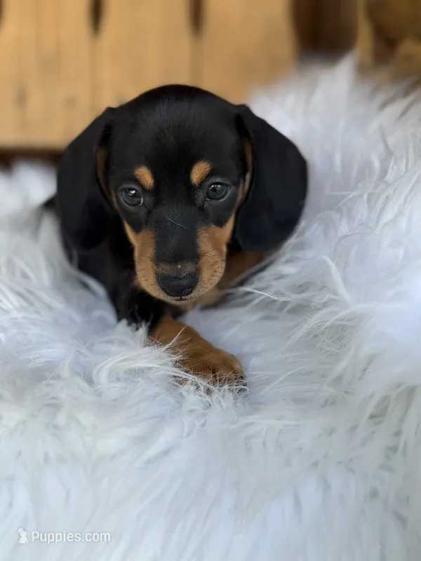 Scout – Miniature Dachshund puppy for sale in Forsyth, GA