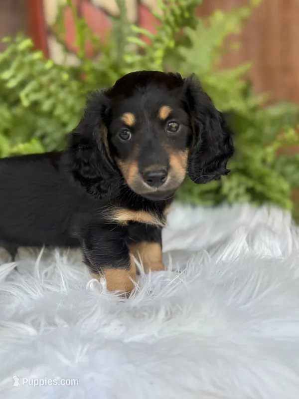 Wrangler – Miniature Dachshund puppy for sale in Forsyth, GA