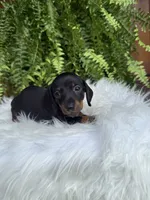 Scout, a female Miniature Dachshund for sale in Forsyth, GA – 3 of 4