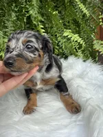 Honey, a female Miniature Dachshund for sale in Forsyth, GA – 2 of 7