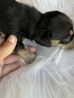 Woodrow, a male Miniature Dachshund for sale in Forsyth, GA – 2 of 2