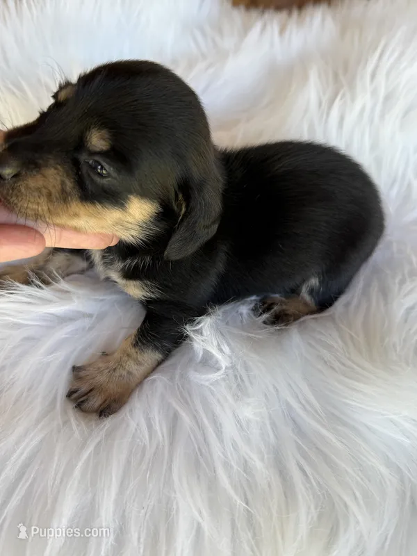 Woodrow – Miniature Dachshund puppy for sale in Forsyth, GA
