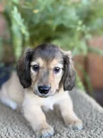 Gunner, a male Miniature Dachshund for sale in Forsyth, GA – 5 of 5