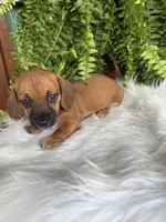 Trixie, a female Miniature Dachshund for sale in Forsyth, GA – 6 of 6